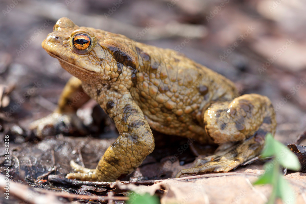 Erdkroete (bufo bufo) Erdkroete (bufo bufo)