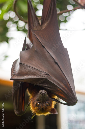 Rousette hanging upside down and closed his wings