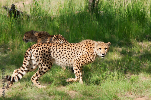 african cheetahs