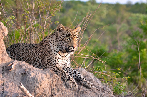 african leopard