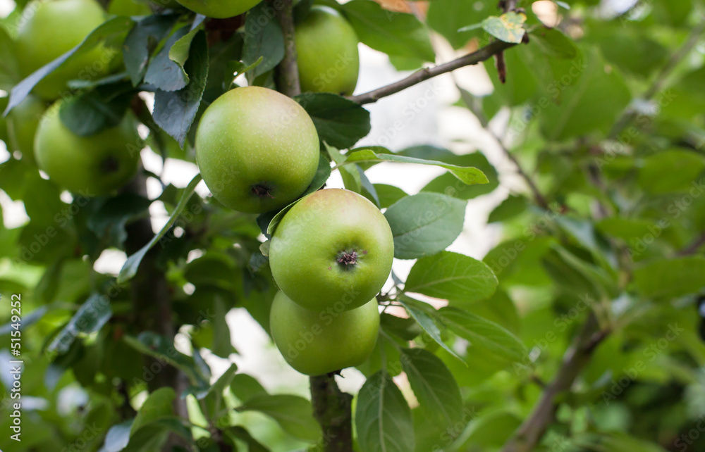 Fresh ripe green apples on tree