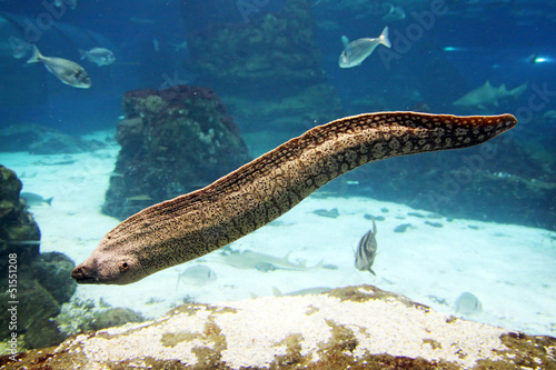 Принти на полотні Moray
