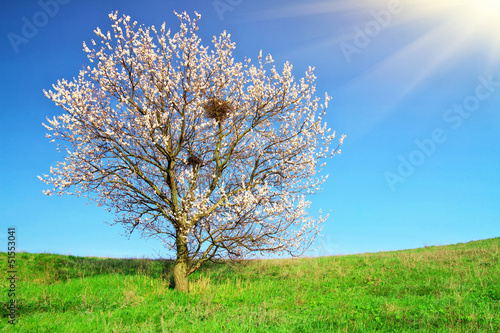 Tree on green field and blue sky