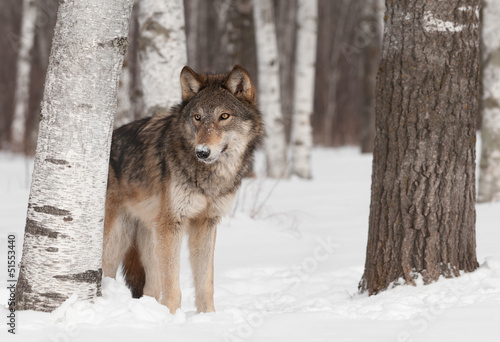 Grey Wolf (Canis lupus) Stands in Treeline © hkuchera