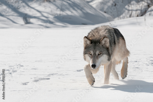 Grey Wolf (Canis lupus) Stalks Forward