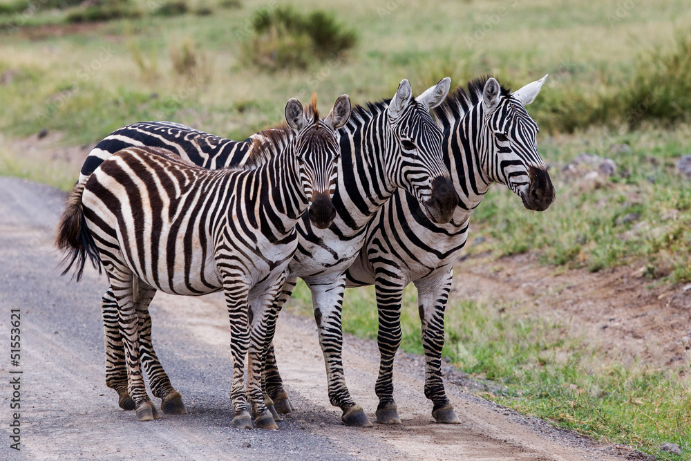 Naklejka premium Drei Zebras