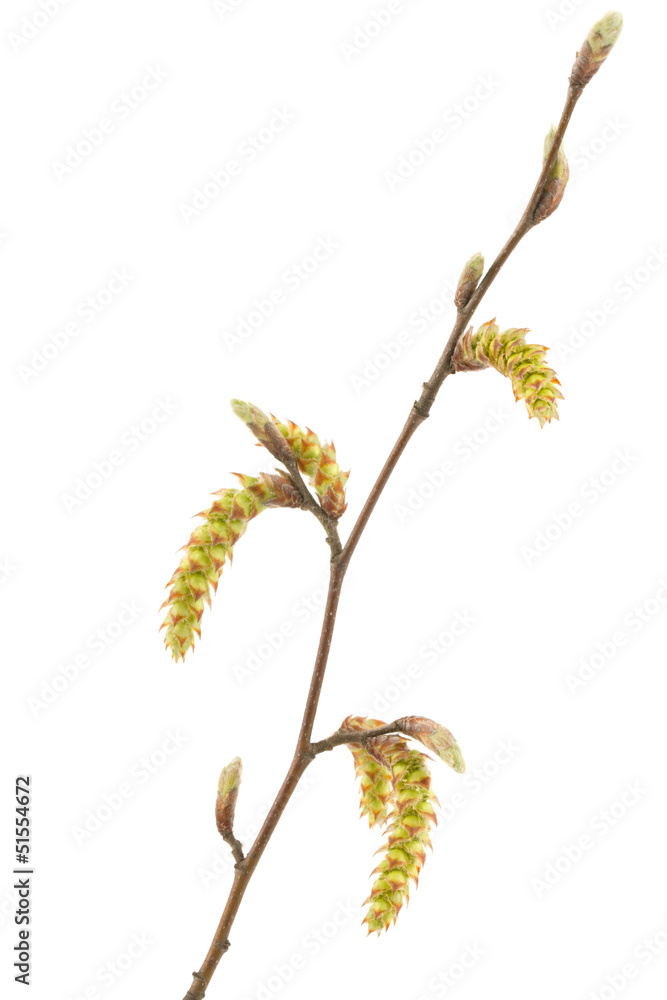 Branch tree with spring buds isolated on white Branch tree with spring buds isolated on white