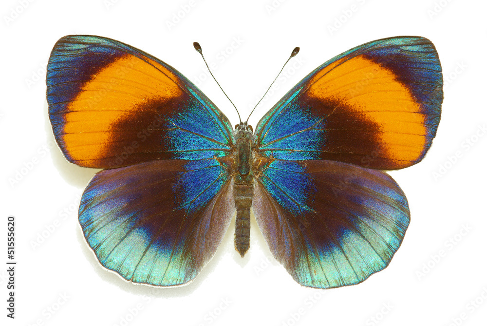 Obraz premium Egzotyczny motyl Asterope sapphira