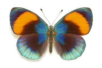 Poster Vlinder Exotische vlinder Asterope sapphira blauw  © Marco Uliana