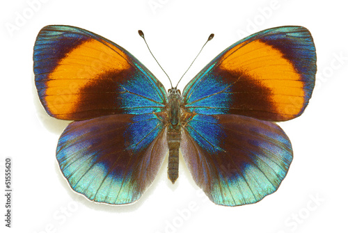 Exotic butterfly Asterope sapphira