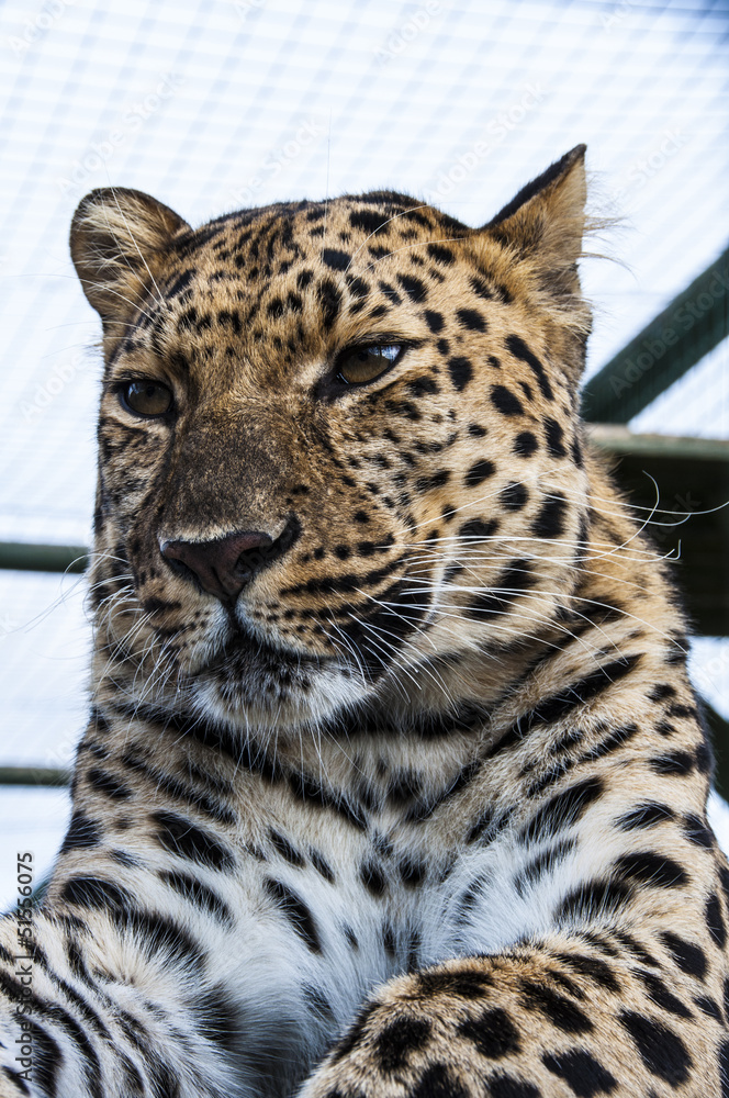Fototapeta premium Leopard