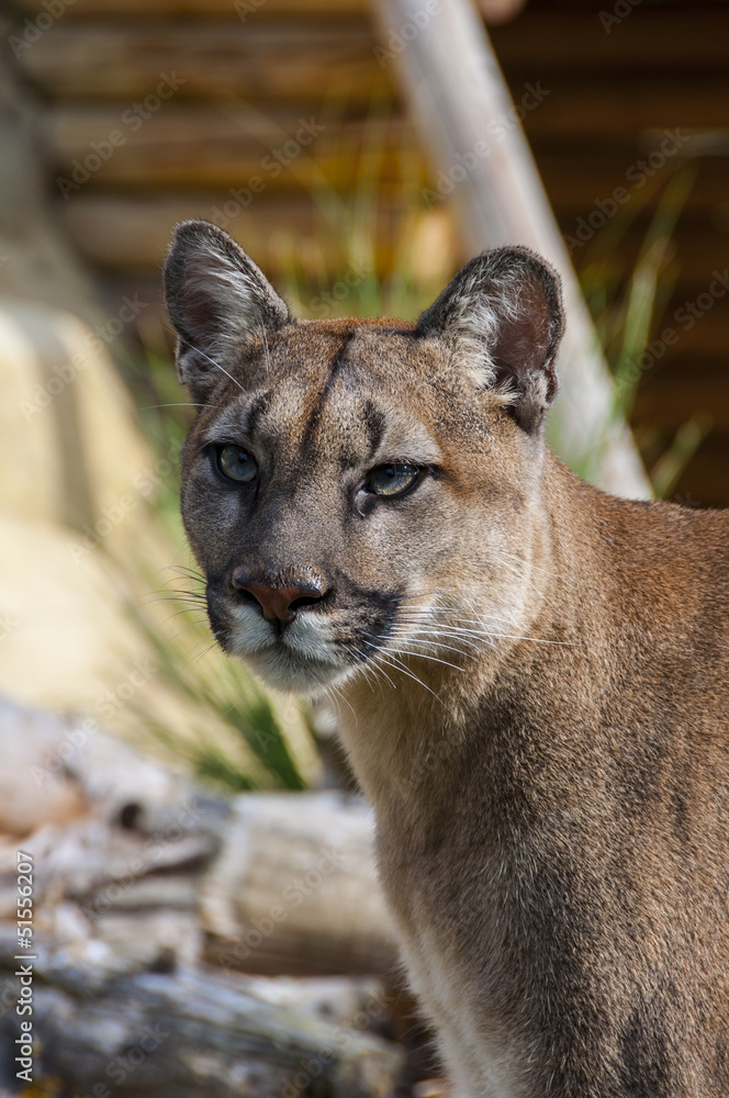 Naklejka premium Puma