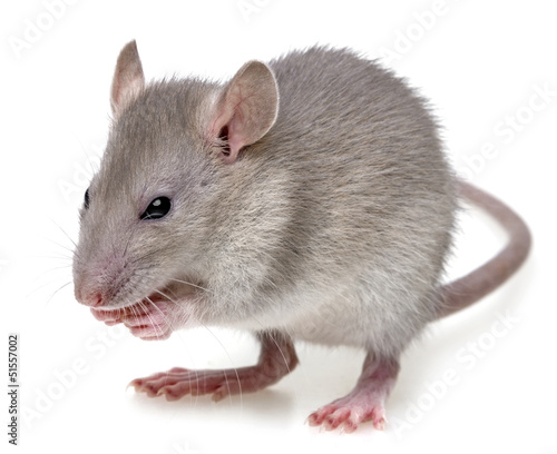 a little rat eating something