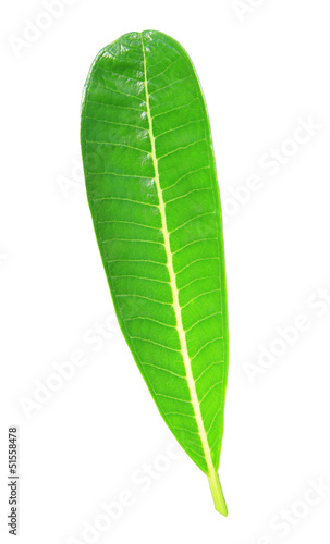 Frangipani leaf isolated on white background