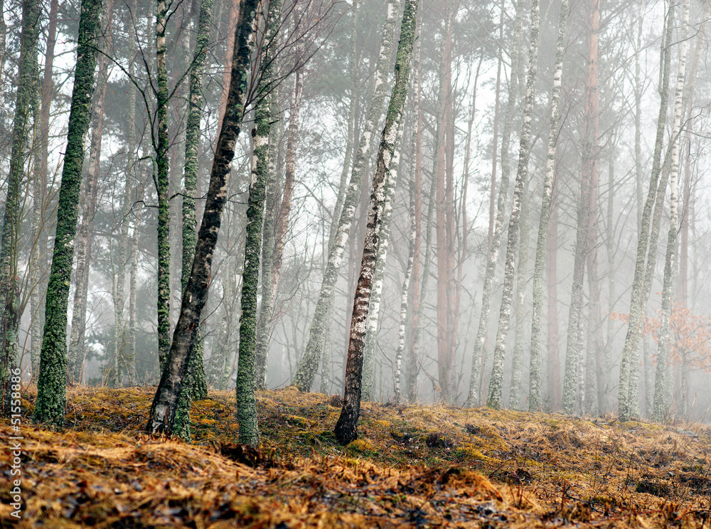 Fototapeta premium Birch trees in early spring