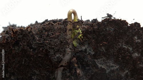 Germinating plant. Time-Lapse. White background.