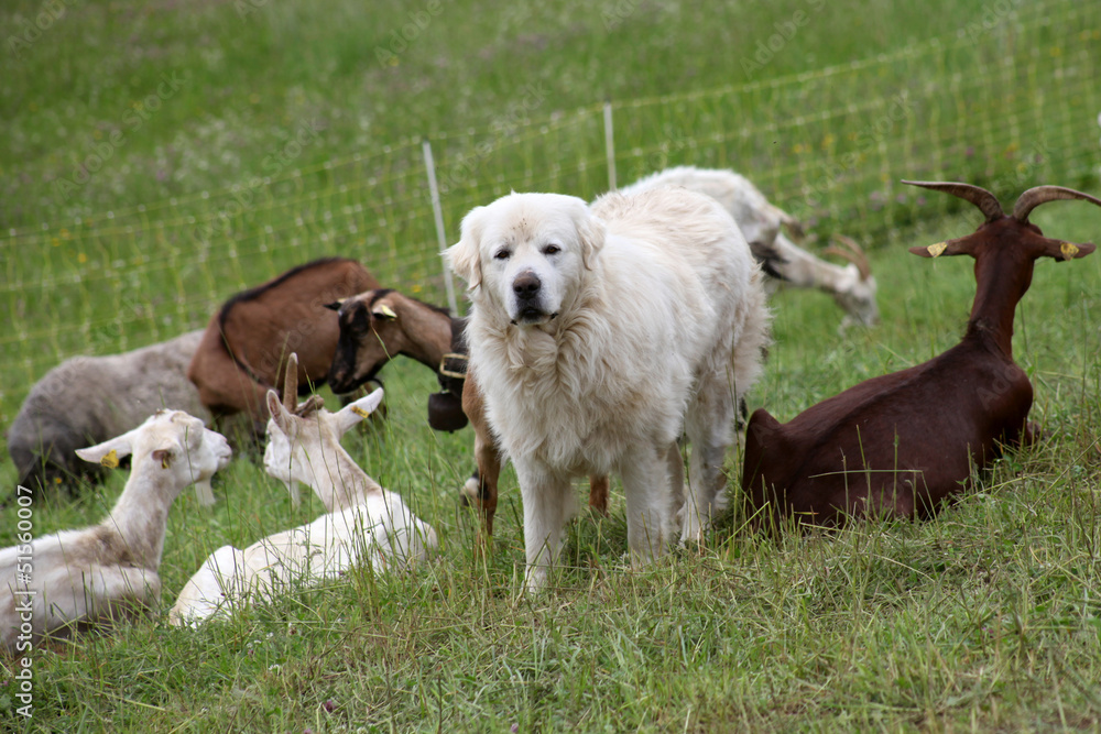 Obraz premium Sheepdog and herd of goats