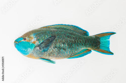 Parrotfish