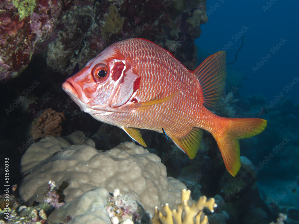 Longjawed squirrefish Longjawed squirrefish
