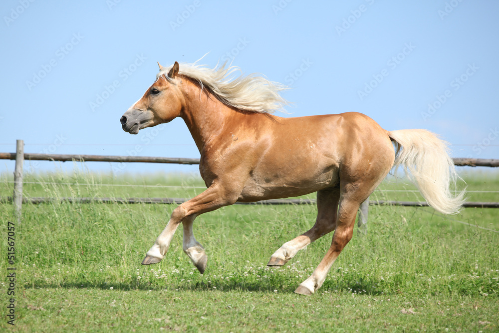 Beautiful haflinger stallion running on pasturage Beautiful haflinger stallion running on pasturage