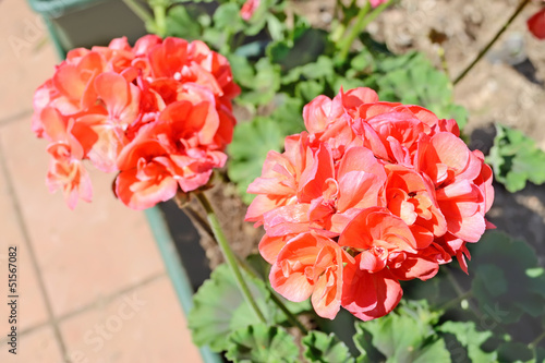 red geranium in a flower pot