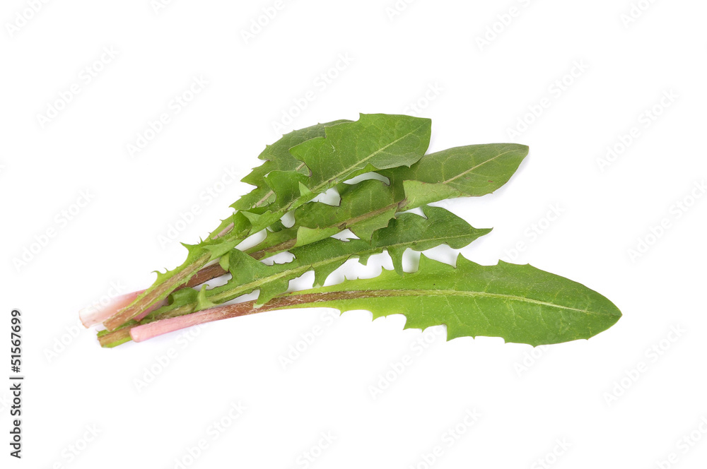 Obraz premium Löwenzahnblätter