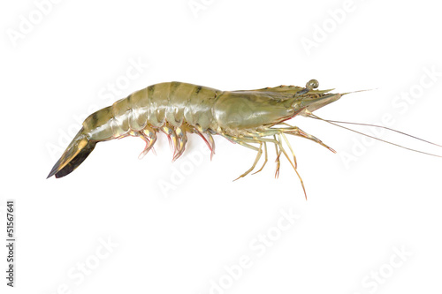 shrimp isolated © studio306fotolia