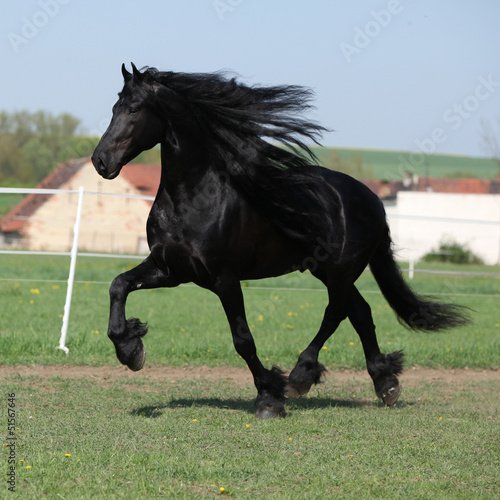 Gorgeous friesian stallion running on pasturage