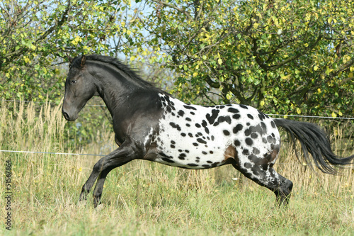 Beautiful appaloosa stallion running in autumn