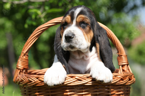 Fotografie, Tablou Adorable puppy of basset hound in a basket