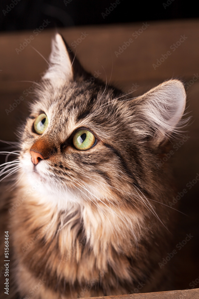 nice cat nice cat