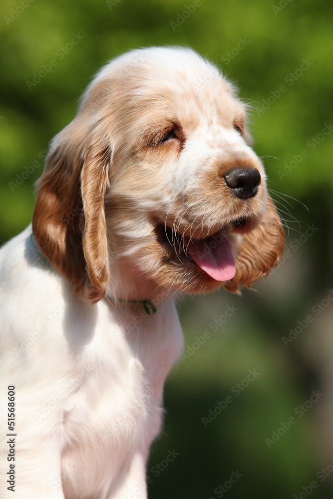 Portrait of smiling English Cocker Spaniel puppy