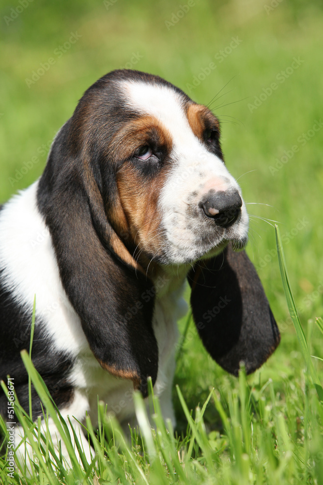 Gorgeous puppy of basset hound in the grass