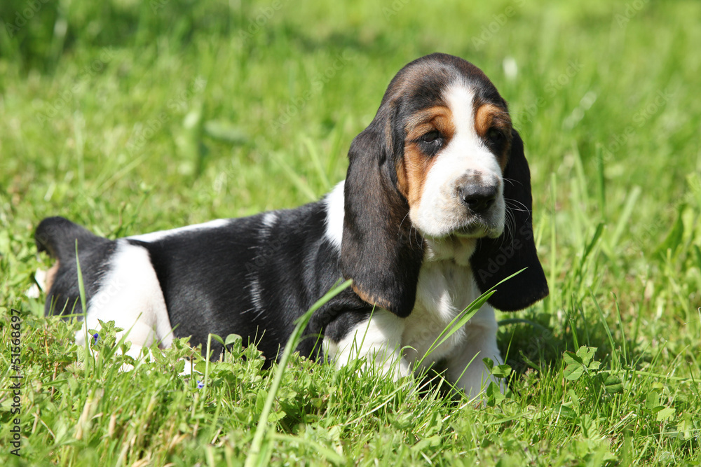 Gorgeous puppy of basset hound in the grass Gorgeous puppy of basset hound in the grass