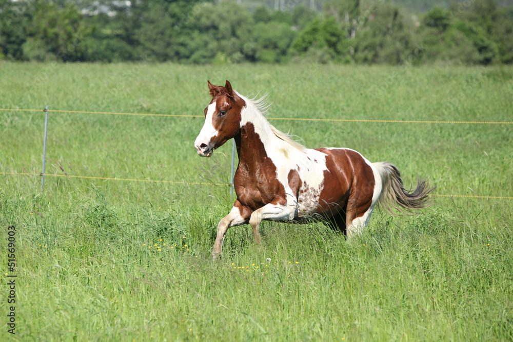 Paint horse stallion running in green grass Paint horse stallion running in green grass