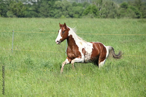 Paint horse stallion running in green grass © Zuzana Tillerova