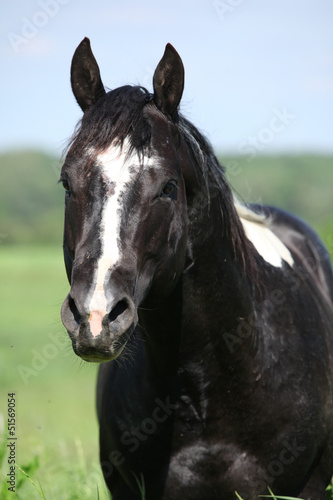 Portrait of Paint horse stallion