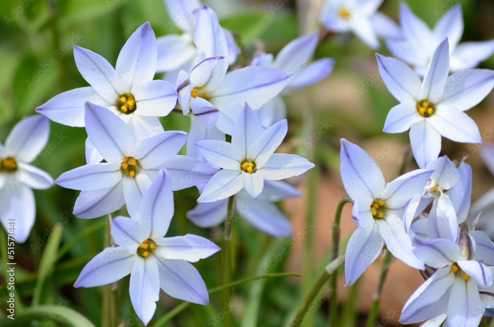 Fototapeta premium ハナニラ