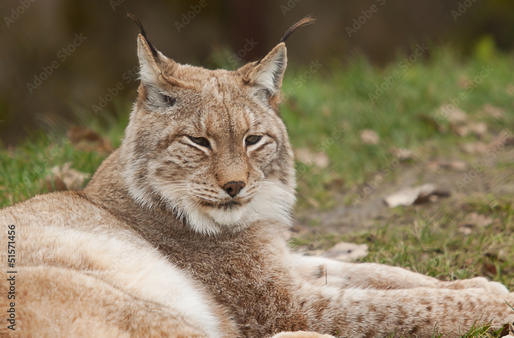 Fototapeta premium Northern Lynx 6854