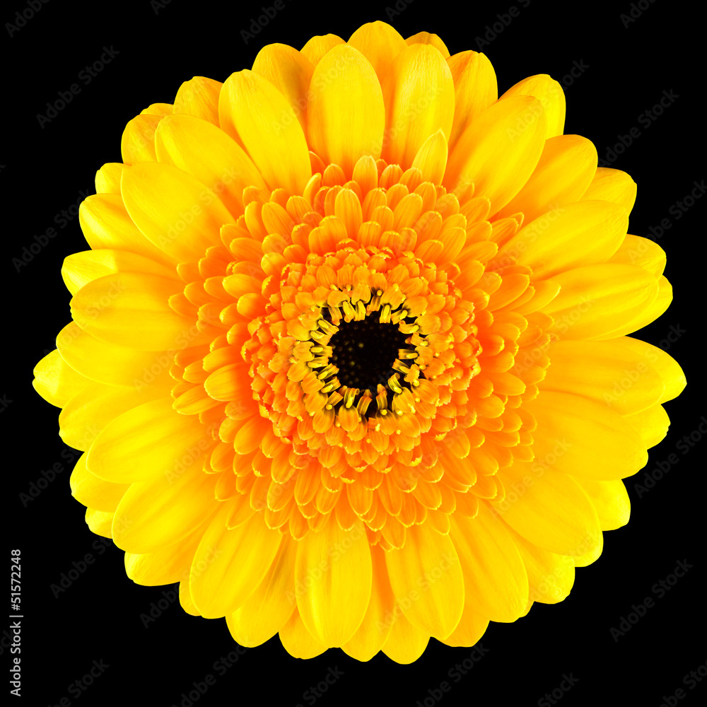 Perfect Yellow Gerbera Flower Macro Isolated on Black Perfect Yellow Gerbera Flower Macro Isolated on Black