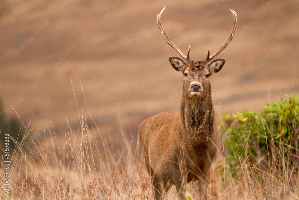 Reindeer Reindeer