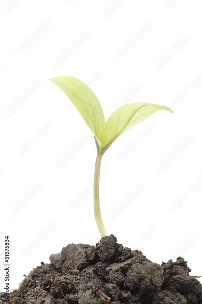 small tree close-up isolated on white background small tree close-up isolated on white background