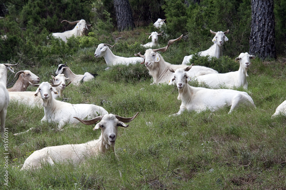 Fototapeta premium Happy group of goats