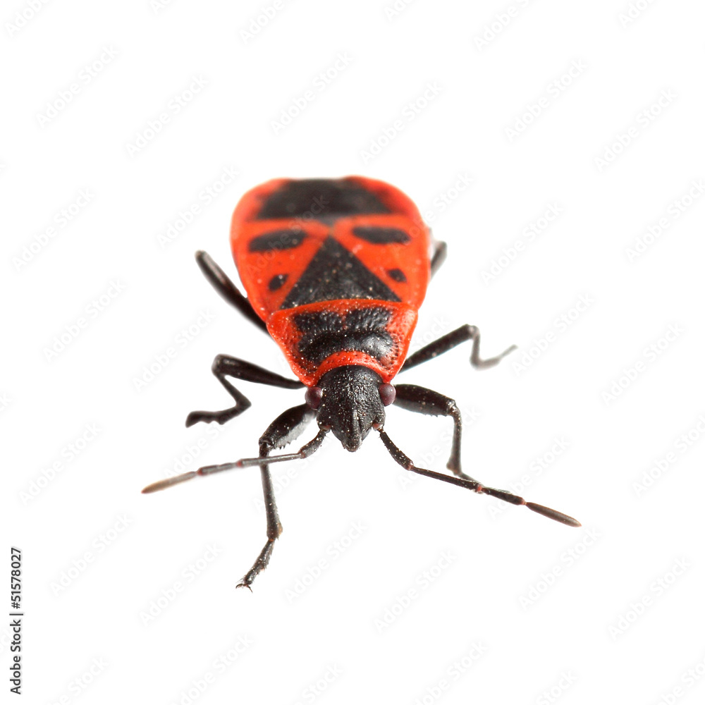 Naklejka premium Firebug ( Pyrrhocoris apterus) isolated on white
