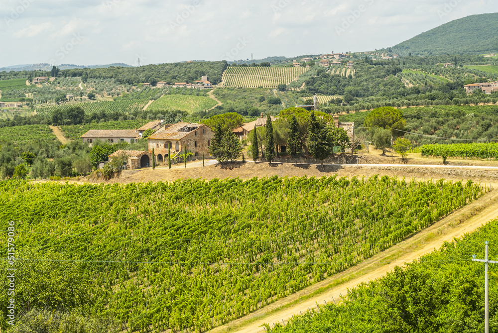 Tuscany - Chianti vineyards