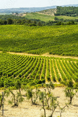 Tuscany - Chianti vineyards and olive trees,