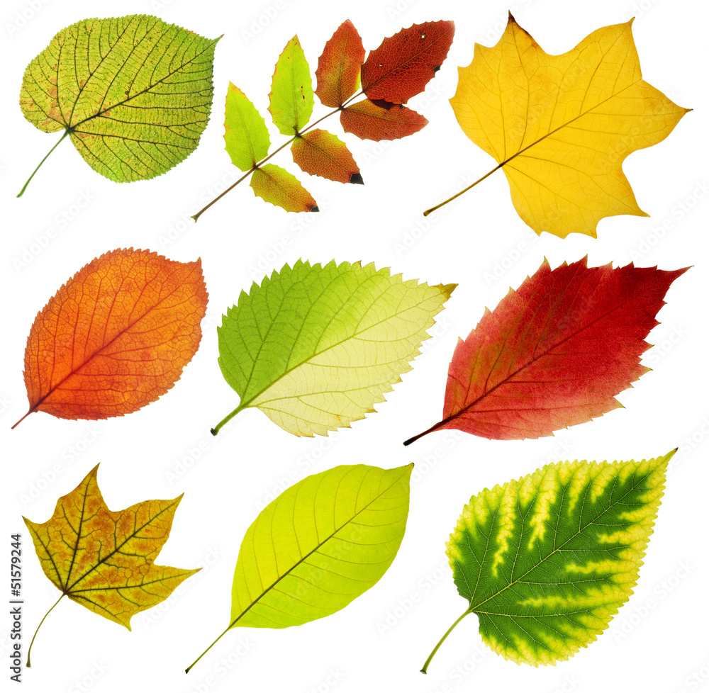 collection of tree leaves on white background collection of tree leaves on white background