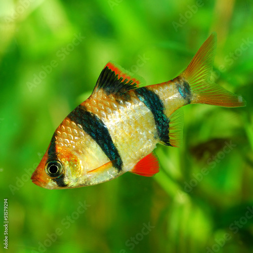 Tiger barb Puntius tetrazona in aquarium