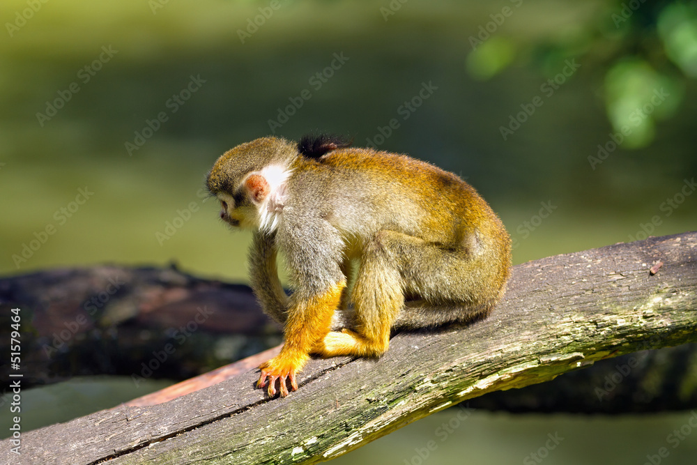 Obraz premium Squirrel monkey sitting on a tree branch