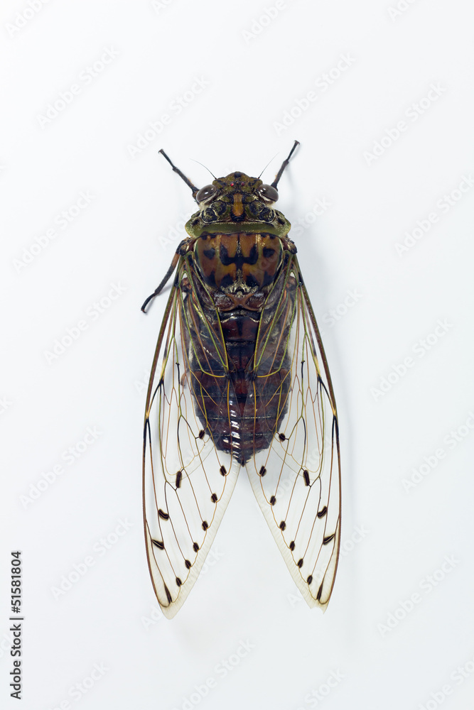 Fototapeta premium cicada